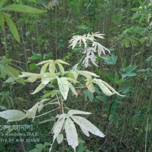 পাটের মোজাইক রোগ