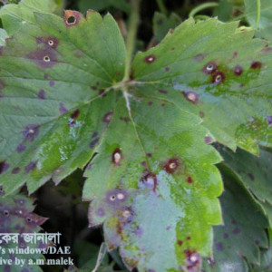 স্ট্রবেরির পাতার দাগরোগ