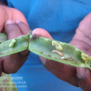 শিমের ফলছিদ্রকারী পোকা