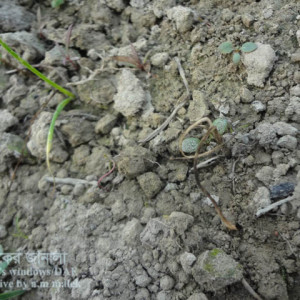 পেঁয়াজের চারার গোড়া পচা রোগ