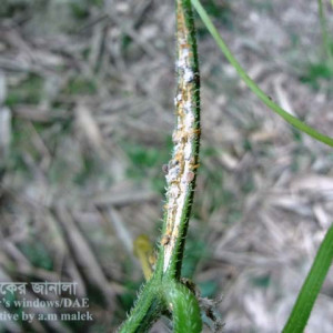 শসার গামি স্টেম ব্লাইট রোগ