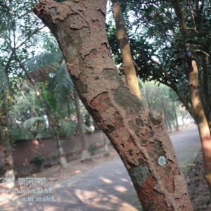 আমের উঁইপোকা