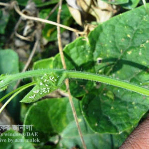 পটলের সাদা মাছি পোকা