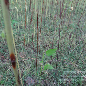 পাটের এনথ্রাকনোজ রোগ